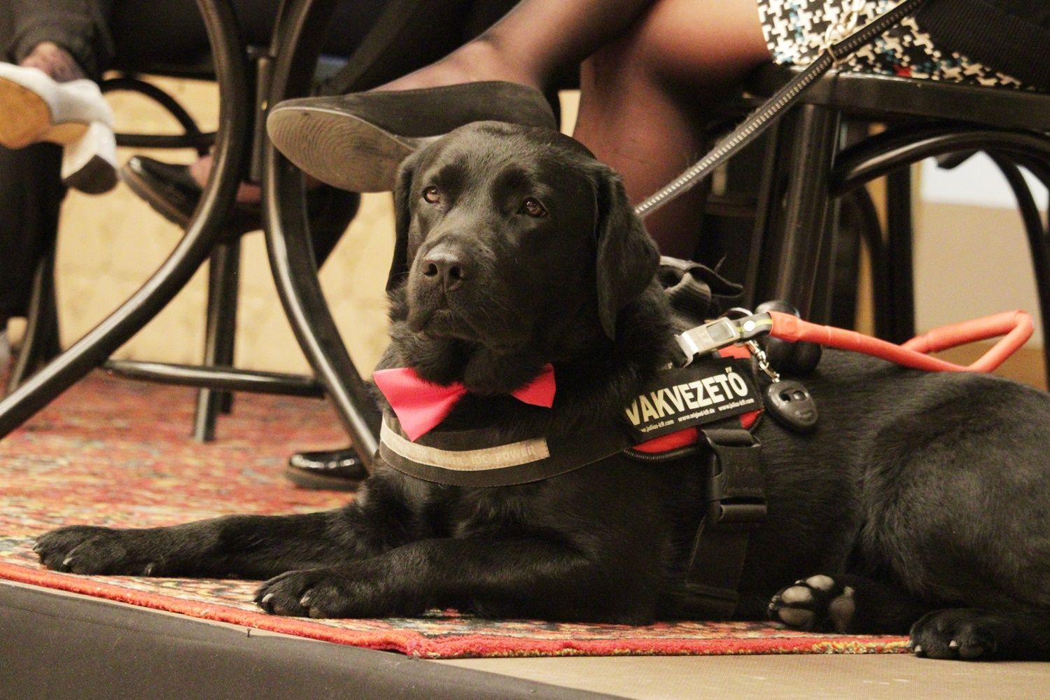 V. Lélektől-lélekig Színház Gyógyító Erejének Fesztiválja - II. nap