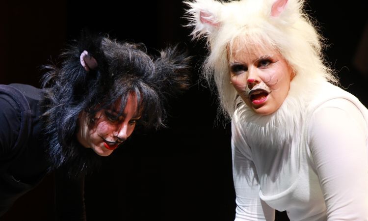 FRAKK, A MACSKÁK RÉME